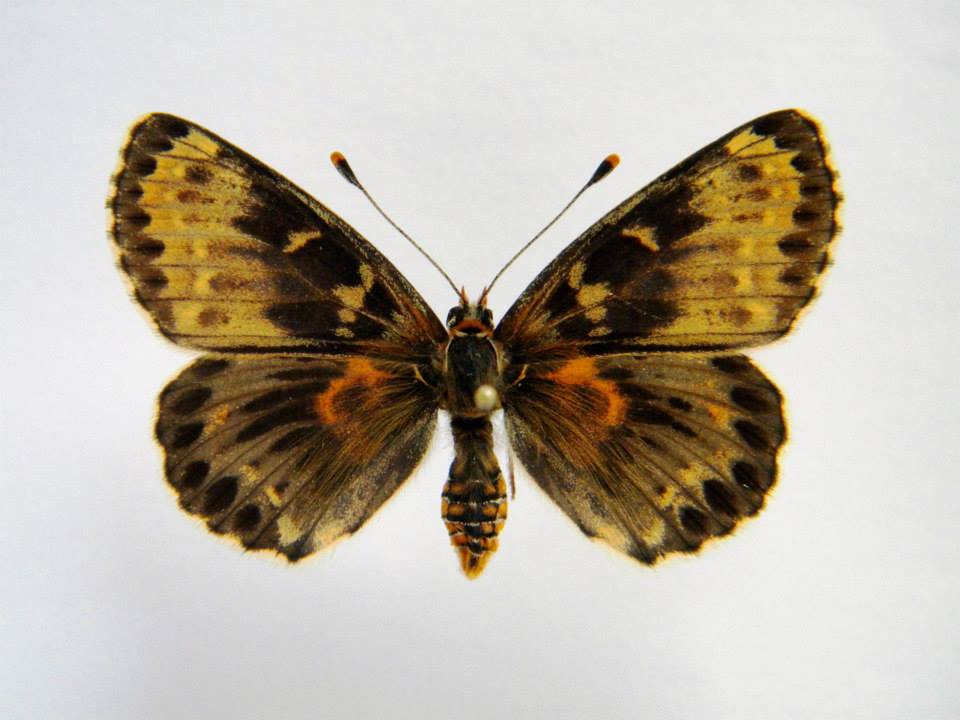 Melitaea didyma (cold shock abberant) 2 (Internet Image property of respective owner, non-commercial use only)